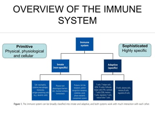 OVERVIEW OF THE IMMUNE
SYSTEM
Primitive
Physical, physiological
and cellular
Sophisticated
Highly specific
 