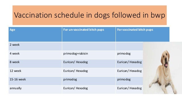 Immunization Chart For Puppies