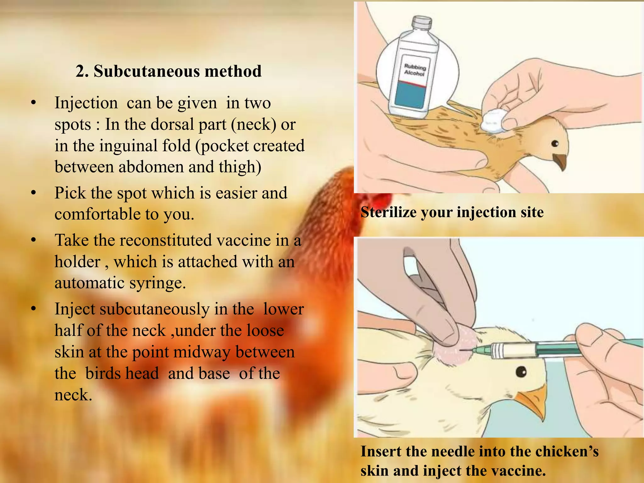 Vaccination and medication in poultry | PPTX