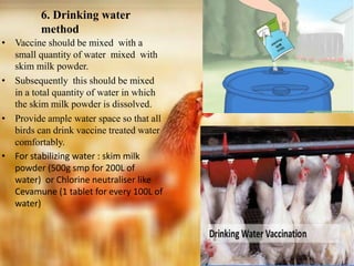 Vaccination and medication in poultry PPTX