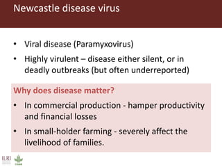 Vaccination as a way forward? A case study on how a poultry vaccination intervention influences poultry keeping in Kenya