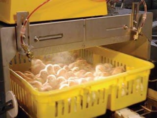 Dossier Vaccination: what causes poultry vaccination to fail