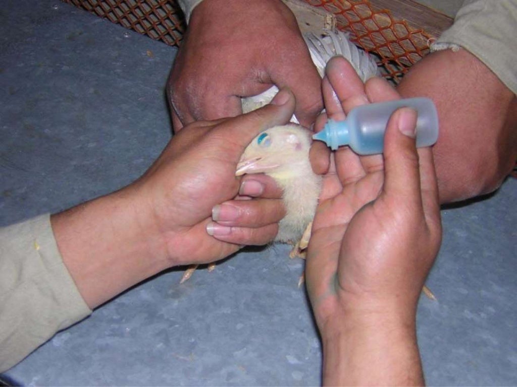 Dossier Vaccination: what causes poultry vaccination to fail