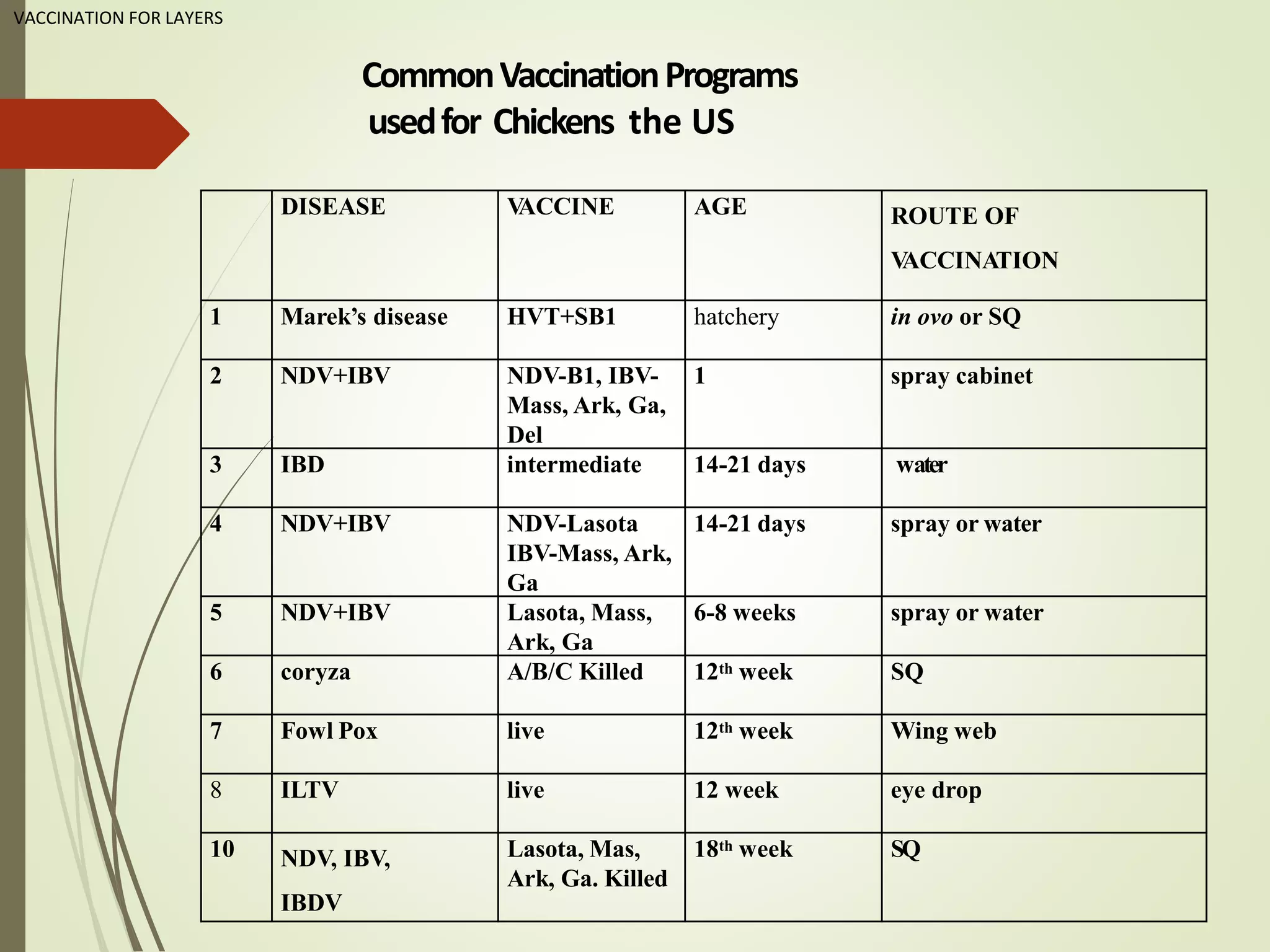 VACCINATION FOR LAYERS
CommonVaccinationPrograms
usedfor Chickens the US
DISEASE VACCINE AGE ROUTE OF
VACCINATION
1 Marek’s disease HVT+SB1 hatchery in ovo or SQ
2 NDV+IBV NDV-B1, IBV-
Mass, Ark, Ga,
Del
1 spray cabinet
3 IBD intermediate 14-21 days water
4 NDV+IBV NDV-Lasota
IBV-Mass, Ark,
Ga
14-21 days spray or water
5 NDV+IBV Lasota, Mass,
Ark, Ga
6-8 weeks spray or water
6 coryza A/B/C Killed 12th week SQ
7 Fowl Pox live 12th week Wing web
8 ILTV live 12 week eye drop
10 NDV, IBV,
IBDV
Lasota, Mas,
Ark, Ga. Killed
18th week SQ
 