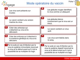 Student sheets
A
C
E
G
I
B
D
F
H
J
Mode opératoire du vaccin
Fiche 1
Le vaccin contient une version
inactive du virus.
Le vaccin contient un virus
actif.
Les globules rouges identifient
le virus comme un attaquant
Créer des anticorps qui
s’attachent au virus et le
détruisent.
Créer des anticorps qui s’attachent à
la substance génétique du virus et la
détruisent.
Les virus sont présents sur
la peau
Les virus sont libérés dans
le sang.
Par la suite en cas d’infection par le
virus le système immunitaire reconnait
le virus et le détruit avant qu’il n’ait la
possibilité de se multiplier et d’agir.
Par la suite en cas d’infection par le
virus le système digestif reconnait le
virus et le détruit avant qu’il n’ait la
possibilité de se multiplier et d’agir.
Les globules blancs
comprennent que le virus est un
intrus.
Fiches apprenants
 
