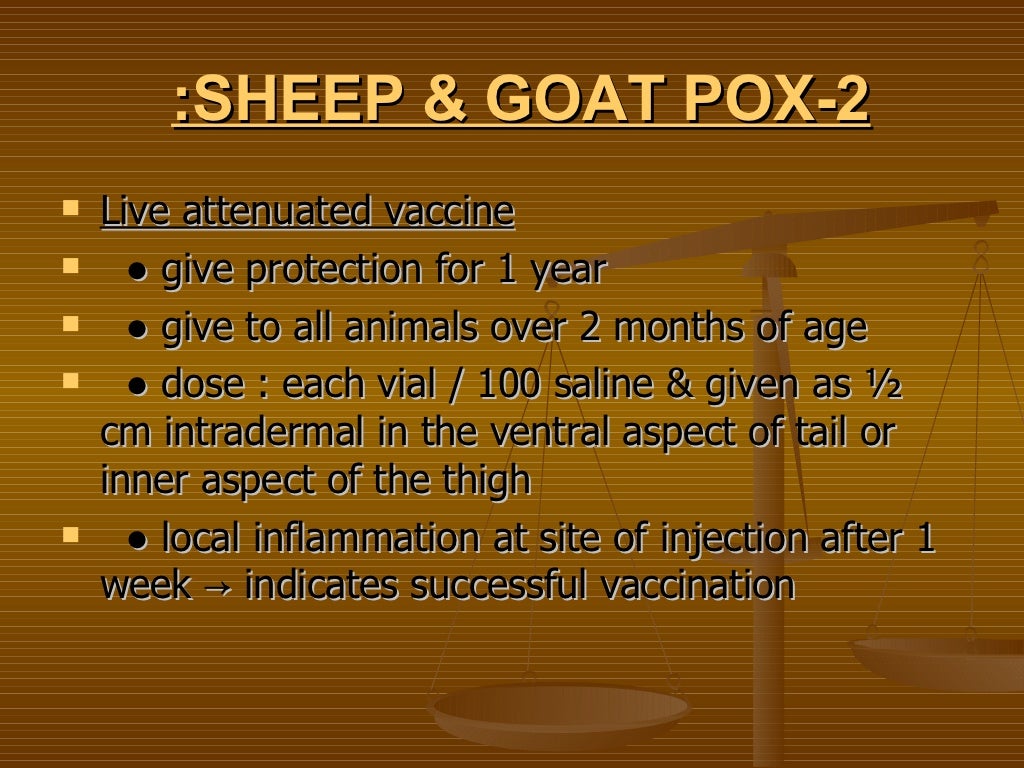 Vaccination Program For Goats