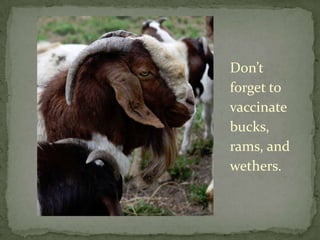 Don’t forget to vaccinate bucks, rams, and wethers.<br />