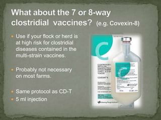 What about the 7 or 8-way clostridial  vaccines?  (e.g. Covexin-8)<br />Use if your flock or herd is at high risk for clos...