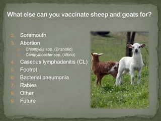 What else can you vaccinate sheep and goats for?<br />Soremouth<br />Abortion<br />Chlamydia spp. (Enzootic)<br />Campylob...