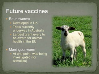 Other vaccines<br />Epididymitis <br />Not recommended<br />Not effective<br />Interferes with testing<br />Bluetongue<br ...