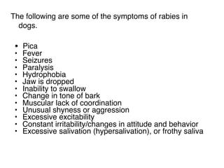 The following are some of the symptoms of rabies in
dogs.
• Pica 
• Fever 
• Seizures 
• Paralysis 
• Hydrophobia 
• Jaw is dropped 
• Inability to swallow 
• Change in tone of bark 
• Muscular lack of coordination 
• Unusual shyness or aggression 
• Excessive excitability 
• Constant irritability/changes in attitude and behavior 
• Excessive salivation (hypersalivation), or frothy saliva 
 