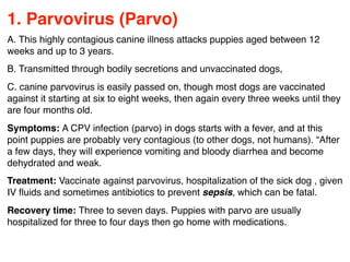 1. Parvovirus (Parvo)
A. This highly contagious canine illness attacks puppies aged between 12
weeks and up to 3 years.
B. Transmitted through bodily secretions and unvaccinated dogs,
C. canine parvovirus is easily passed on, though most dogs are vaccinated
against it starting at six to eight weeks, then again every three weeks until they
are four months old.
Symptoms: A CPV infection (parvo) in dogs starts with a fever, and at this
point puppies are probably very contagious (to other dogs, not humans). “After
a few days, they will experience vomiting and bloody diarrhea and become
dehydrated and weak.
Treatment: Vaccinate against parvovirus, hospitalization of the sick dog , given
IV ﬂuids and sometimes antibiotics to prevent sepsis, which can be fatal.
Recovery time: Three to seven days. Puppies with parvo are usually
hospitalized for three to four days then go home with medications.
 