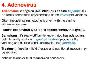 4. Adenovirus
Adenovirus in dogs causes infectious canine hepatitis, but
it’s rarely seen these days because of the efﬁcacy of vaccines.
Often the adenovirus vaccine is given with the canine
distemper vaccine
 canine adenovirus type-1 and canine adenovirus type-2.
Symptoms: It’s really difﬁcult to know if dog has adenovirus,
but it typically starts with gastrointestinal problems like
vomiting and diarrhea and can develop into jaundice.
Treatment: Inpatient ﬂuid therapy and nutritional support may
be required.
antibiotics and/or ﬂuid reducers as necessary.
 