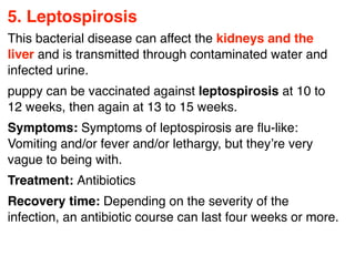 5. Leptospirosis
This bacterial disease can affect the kidneys and the
liver and is transmitted through contaminated water and
infected urine.
puppy can be vaccinated against leptospirosis at 10 to
12 weeks, then again at 13 to 15 weeks.
Symptoms: Symptoms of leptospirosis are ﬂu-like:
Vomiting and/or fever and/or lethargy, but they’re very
vague to being with.
Treatment: Antibiotics
Recovery time: Depending on the severity of the
infection, an antibiotic course can last four weeks or more.
 