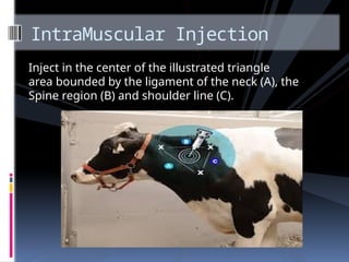 Triangle Method Im Injection Comprehensive Guide to Vaccine Administration Routes in Animals and ...