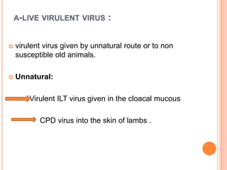 A-LIVE VIRULENT VIRUS :
 virulent virus given by unnatural route or to non
susceptible old animals.
 Unnatural:
Virulent ILT virus given in the cloacal mucous
CPD virus into the skin of lambs .
 