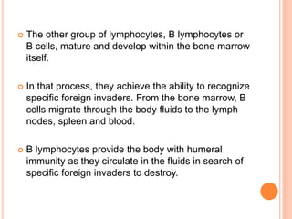  The other group of lymphocytes, B lymphocytes or
B cells, mature and develop within the bone marrow
itself.
 In that process, they achieve the ability to recognize
specific foreign invaders. From the bone marrow, B
cells migrate through the body fluids to the lymph
nodes, spleen and blood.
 B lymphocytes provide the body with humeral
immunity as they circulate in the fluids in search of
specific foreign invaders to destroy.
 
