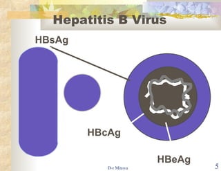HBsAg HBcAg HBeAg Hepatitis B Virus 