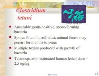 Clostridium  tetani Anaerobic gram-positive, spore-forming bacteria Spores found in soil, dust, animal feces; may persist for months to years Multiple toxins produced with growth of bacteria Tetanospasmin estimated human lethal dose = 2.5 ng/kg 