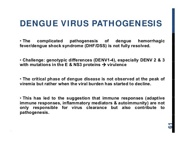 virulent dengue fever Dengue virus type 4 (denv-4) was first reported in the americas in 1981, where it caused epidemics of dengue fever throughout the region in the same year, the region's first epidemic of dengue hemorrhagic fever was reported, caused by an asian strain of dengue virus type 2 (denv-2) that was. virulent dengue fever Dengue virus type 4 (denv-4) was first reported in the americas in 1981, where it caused epidemics of dengue fever throughout the region in the same year, the region's first epidemic of dengue hemorrhagic fever was reported, caused by an asian strain of dengue virus type 2 (denv-2) that was.