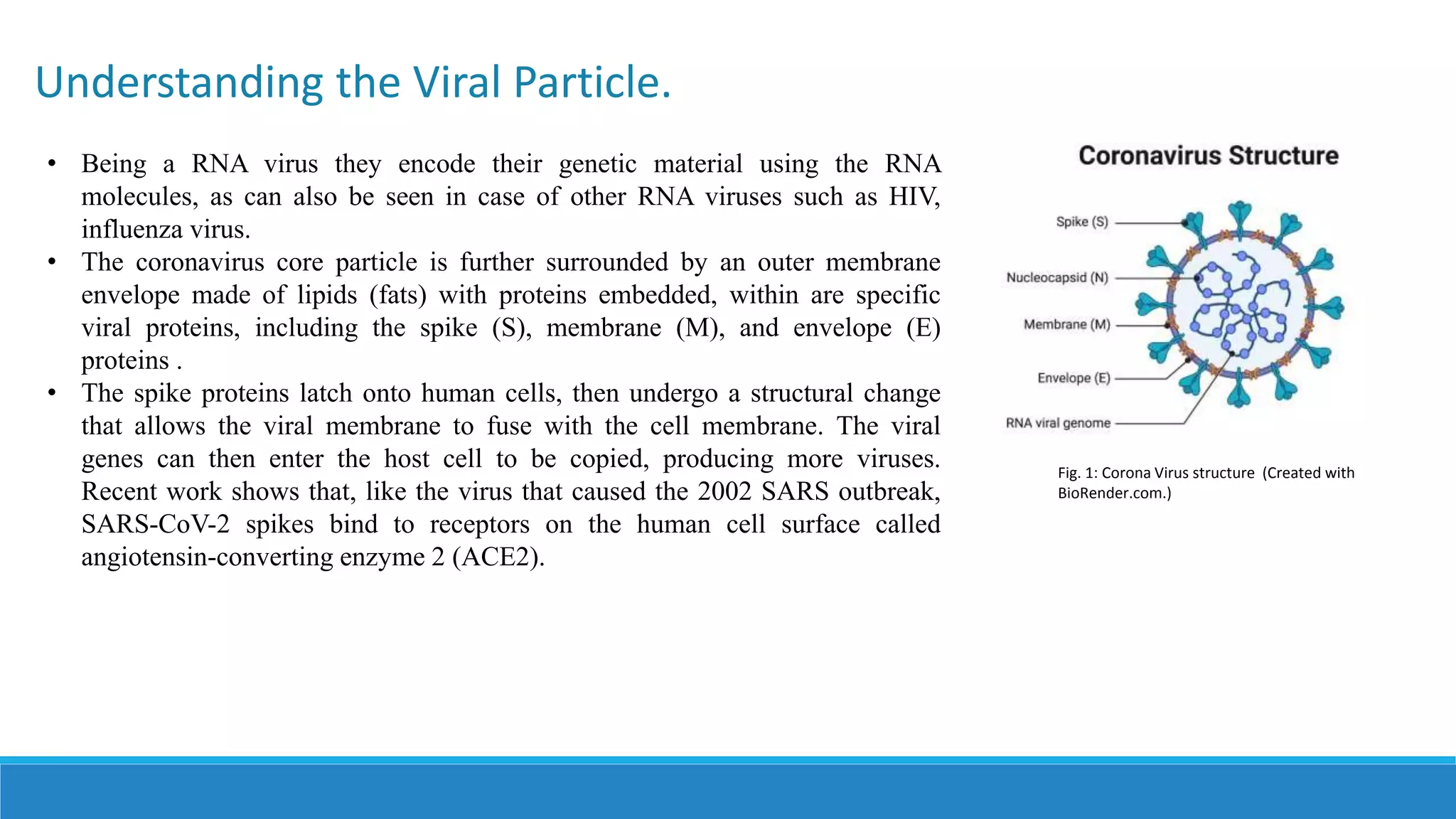 Understanding the Viral Particle.
Fig. 1: Corona Virus structure (Created with
BioRender.com.)
• Being a RNA virus they encode their genetic material using the RNA
molecules, as can also be seen in case of other RNA viruses such as HIV,
influenza virus.
• The coronavirus core particle is further surrounded by an outer membrane
envelope made of lipids (fats) with proteins embedded, within are specific
viral proteins, including the spike (S), membrane (M), and envelope (E)
proteins .
• The spike proteins latch onto human cells, then undergo a structural change
that allows the viral membrane to fuse with the cell membrane. The viral
genes can then enter the host cell to be copied, producing more viruses.
Recent work shows that, like the virus that caused the 2002 SARS outbreak,
SARS-CoV-2 spikes bind to receptors on the human cell surface called
angiotensin-converting enzyme 2 (ACE2).
 