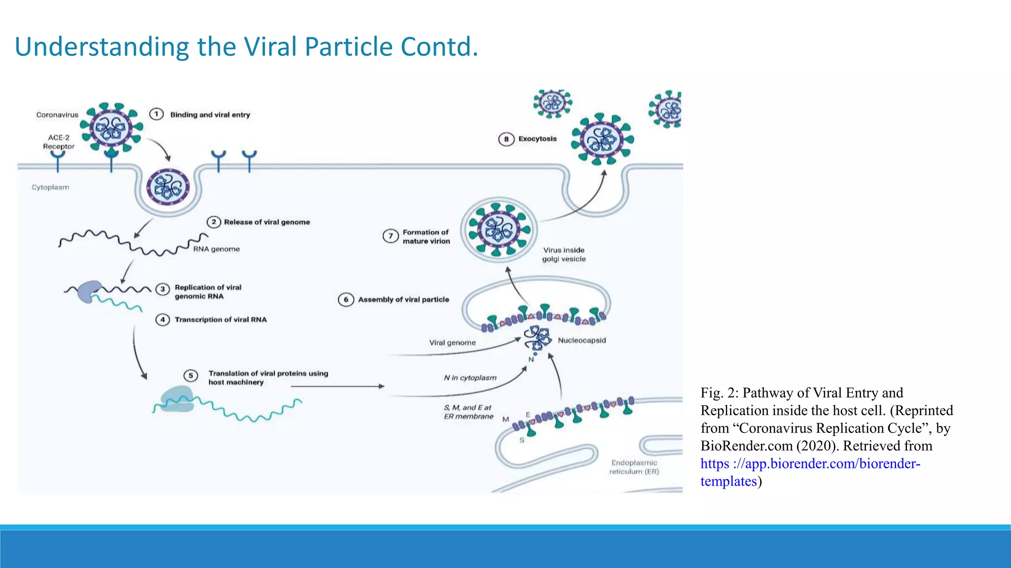 Understanding the Viral Particle Contd.
Fig. 2: Pathway of Viral Entry and
Replication inside the host cell. (Reprinted
from “Coronavirus Replication Cycle”, by
BioRender.com (2020). Retrieved from
https ://app.biorender.com/biorender-
templates)
 