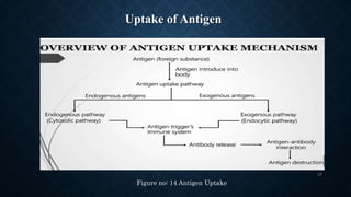 Uptake of Antigen
17
Figure no: 14 Antigen Uptake
 