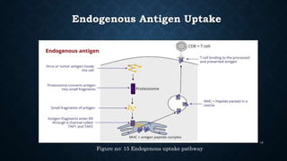 Endogenous Antigen Uptake
18
Figure no: 15 Endogenous uptake pathway
 