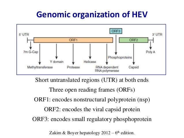 Vaccine Of Hepatitis E Virus Vaccine Of Hepatitis E Virus