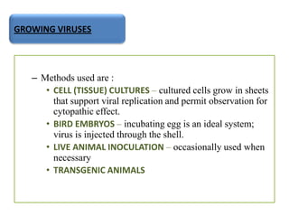 GROWING VIRUSES




   – Methods used are :
      • CELL (TISSUE) CULTURES – cultured cells grow in sheets
        that support viral replication and permit observation for
        cytopathic effect.
      • BIRD EMBRYOS – incubating egg is an ideal system;
        virus is injected through the shell.
      • LIVE ANIMAL INOCULATION – occasionally used when
        necessary
      • TRANSGENIC ANIMALS
 