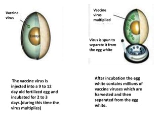 Vaccine
Vaccine
                                 virus
virus
                                 multiplied



                               Virus is spun to
                               separate it from
                               the egg white




                                  After incubation the egg
   The vaccine virus is
                                  white contains millions of
  injected into a 9 to 12
                                  vaccine viruses which are
  day old fertilized egg and
                                  harvested and then
  incubated for 2 to 3
                                  separated from the egg
  days.(during this time the
                                  white.
  virus multiplies)
 