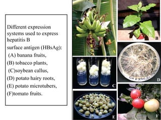Different expression
systems used to express
hepatitis B
surface antigen (HBsAg):
 (A) banana fruits,
(B) tobacco plants,
 (C)soybean callus,
(D) potato hairy roots,
(E) potato microtubers,
(F)tomato fruits.
 