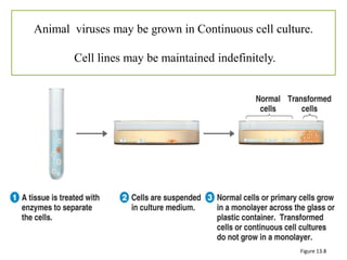 Animal viruses may be grown in Continuous cell culture.

       Cell lines may be maintained indefinitely.




                                                    Figure 13.8
 