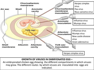 Herpes simplex
                                                                virus
                                                                Pox virus
                                                                Rous sarcoma virus


                                                               Influenza virus
                                                               Mumps virus


                                                             Influenza virus
                                                             Mumps virus
                                                             New castle disease
                                                             virus
                                                             Avian adenovirus



                                                     Herpes simplex virus

                GROWTH OF VIRUSES IN EMBRYONATED EGG –
An embryonated chicken egg showing the different compartments in which viruses
  may grow. The different routes by which viruses are inoculated into eggs are
                                   indicated.
 