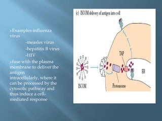 Examples-influenza
virus
         -measles virus
         -hepatitis B virus
         -HIV
fuse with the plasma
membrane to deliver the
antigen
intracellularly, where it
can be processed by the
cytosolic pathway and
thus induce a cell-
mediated response
 