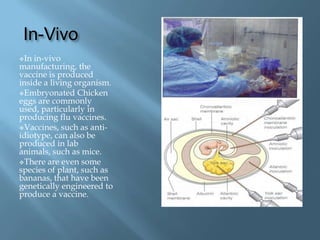 In-Vivo
In in-vivo
manufacturing, the
vaccine is produced
inside a living organism.
Embryonated Chicken
eggs are commonly
used, particularly in
producing flu vaccines.
Vaccines, such as anti-
idiotype, can also be
produced in lab
animals, such as mice.
There are even some
species of plant, such as
bananas, that have been
genetically engineered to
produce a vaccine.
 