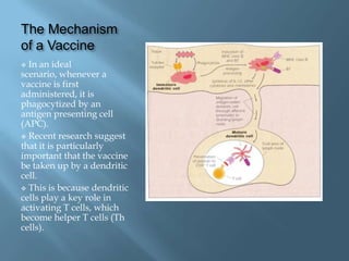 The Mechanism
of a Vaccine
 In an ideal
scenario, whenever a
vaccine is first
administered, it is
phagocytized by an
antigen presenting cell
(APC).
 Recent research suggest
that it is particularly
important that the vaccine
be taken up by a dendritic
cell.
 This is because dendritic
cells play a key role in
activating T cells, which
become helper T cells (Th
cells).
 
