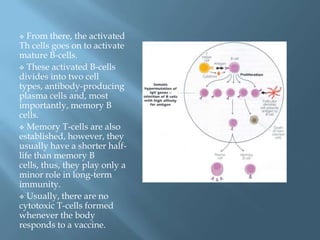   From there, the activated
Th cells goes on to activate
mature B-cells.
 These activated B-cells
divides into two cell
types, antibody-producing
plasma cells and, most
importantly, memory B
cells.
 Memory T-cells are also
established, however, they
usually have a shorter half-
life than memory B
cells, thus, they play only a
minor role in long-term
immunity.
 Usually, there are no
cytotoxic T-cells formed
whenever the body
responds to a vaccine.
 