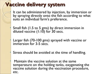 Fish Inject Fish Vaccines | PPT
