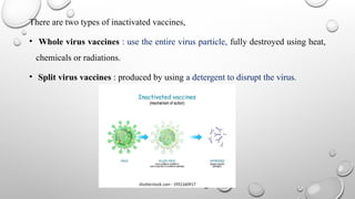 There are two types of inactivated vaccines,
• Whole virus vaccines : use the entire virus particle, fully destroyed using heat,
chemicals or radiations.
• Split virus vaccines : produced by using a detergent to disrupt the virus.
 