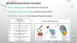 DISADVANTAGES OF DNA VACCINES:
• Risk of affecting genes that controls the cell growth.
• Possibility of inducing antibody production against DNA.
• Possibility of tolerance to the antigen (Protein) produced.
 