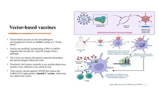 Vector-based vaccines
• Vector based vaccines use the non-pathogenic
microorganisms, known as vectors, acting as a “Trojan
horse”.
• Vectors are modified, incorporating a DNA or mRNA
fragment that encodes for a specific antigen from a
pathogen.
• The vector can express this genetic material and produce
the desired antigen within host cells.
• Prominent viral vectors currently in use include adenovirus,
measles virus, influenza virus, and poxvirus.
• Viral vectors vaccine against COVID that express the
SARS-CoV-2 spike protein, Sputnik V vaccine, which uses
two adenoviral vectors
11
Source:https://doi.org/10.3390/vaccines11020432
 