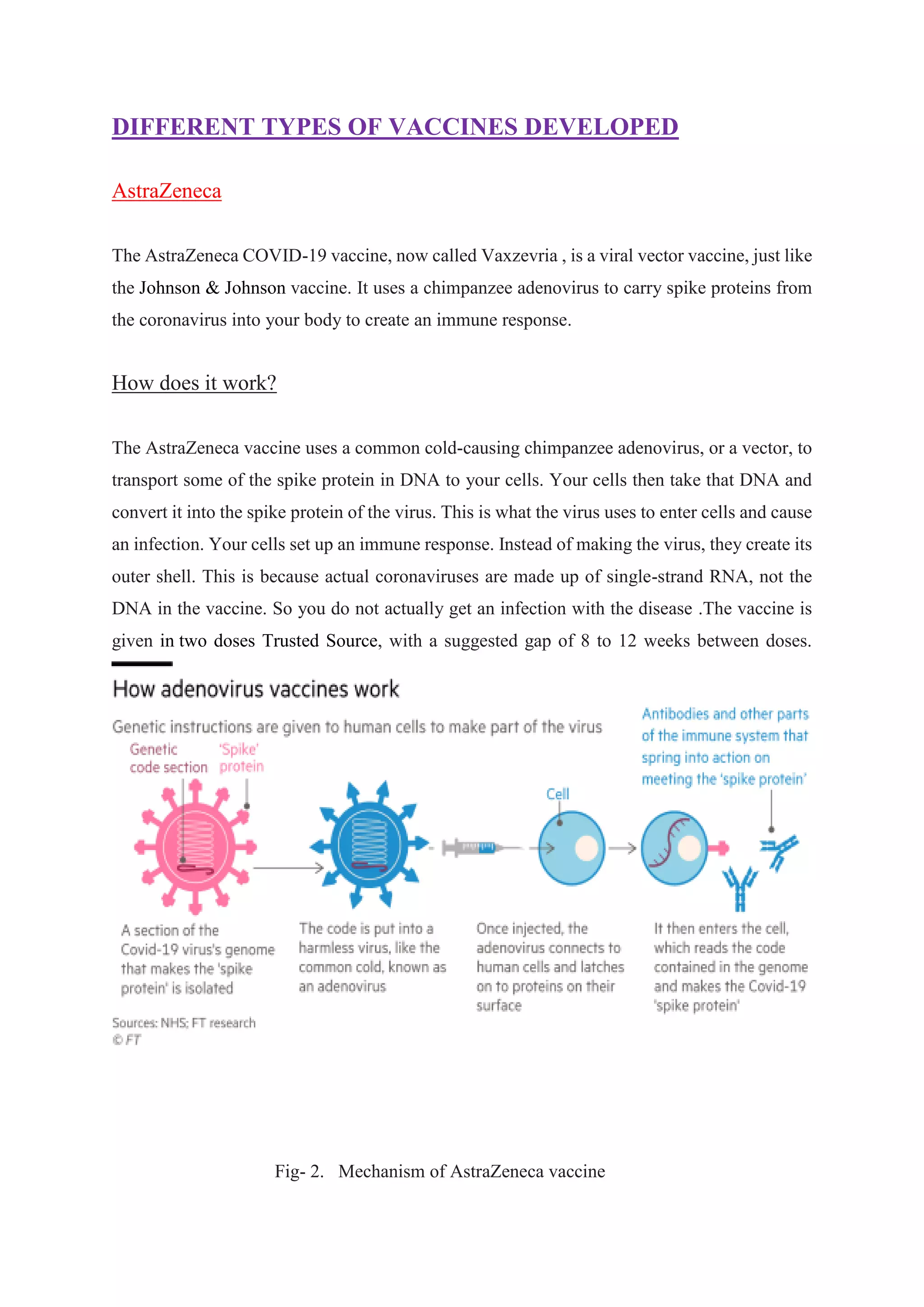 DIFFERENT TYPES OF VACCINES DEVELOPED
AstraZeneca
The AstraZeneca COVID-19 vaccine, now called Vaxzevria , is a viral vector vaccine, just like
the Johnson & Johnson vaccine. It uses a chimpanzee adenovirus to carry spike proteins from
the coronavirus into your body to create an immune response.
How does it work?
The AstraZeneca vaccine uses a common cold-causing chimpanzee adenovirus, or a vector, to
transport some of the spike protein in DNA to your cells. Your cells then take that DNA and
convert it into the spike protein of the virus. This is what the virus uses to enter cells and cause
an infection. Your cells set up an immune response. Instead of making the virus, they create its
outer shell. This is because actual coronaviruses are made up of single-strand RNA, not the
DNA in the vaccine. So you do not actually get an infection with the disease .The vaccine is
given in two doses Trusted Source, with a suggested gap of 8 to 12 weeks between doses.
Fig- 2. Mechanism of AstraZeneca vaccine
 