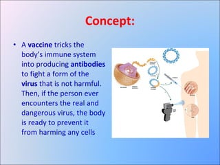 Concept: A  vaccine  tricks the body’s immune system into producing  antibodies  to fight a form of the  virus  that is not harmful. Then, if the person ever encounters the real and dangerous virus, the body is ready to prevent it from harming any cells 