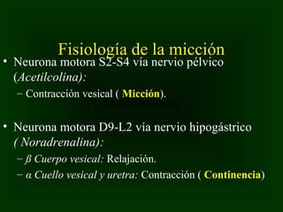 Fisiología de la micción

• Neurona motora S2-S4 vía nervio pélvico
(Acetilcolina):
– Contracción vesical ( Micción).

• Neurona motora D9-L2 vía nervio hipogástrico
( Noradrenalina):
– ß Cuerpo vesical: Relajación.
– α Cuello vesical y uretra: Contracción ( Continencia)

 
