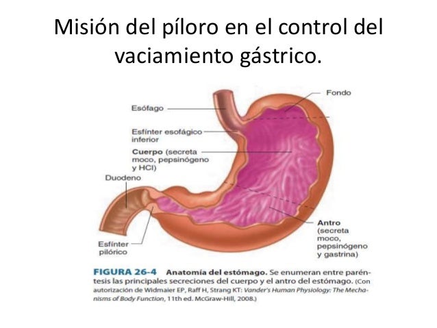 Vaciamiento gastrico