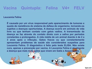 Vacina Quíntupla: Felina V4+ FELV
Leucemia Felina
É causada por um vírus responsável pelo aparecimento de tumores e
queda de resistência do sistema de defesa do organismo, tornando-os
sujeitos a doenças oportunistas. A doença ocorre em animais de vida
livre ou que tenham contato com gatos vadios. A transmissão da
doença se faz através do contato direto com a saliva por períodos
constantes e prolongados. A vida média de um animal doente é de 2 a
3 anos após a infecção. Gatos fracos ou que constantemente
apresentam problemas de saúde são considerados suspeitos para
Leucemia Felina. O diagnóstico é feito pelo teste ELISA. Não existe
cura, apenas a prevenção por vacina. A Leucemia Felina é atualmente
a doença que mais mata gatos que vivem em Gatís e Associações.
 