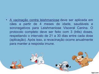 • A vacinação contra leishmaniose deve ser aplicada em
cães a partir de 4 meses de idade, saudáveis e
soronegativos para Leishmaniose Visceral Canina. O
protocolo completo deve ser feito com 3 (três) doses,
respeitando o intervalo de 21 a 30 dias entre cada dose
(aplicação). Após isso, a revacinação ocorre anualmente
para manter a resposta imune.
 