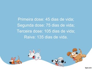 Primeira dose: 45 dias de vida;
Segunda dose: 75 dias de vida;
Terceira dose: 105 dias de vida;
Raiva: 135 dias de vida.
 
