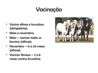 Vacinação
• Vacina aftosa e brucelose
(obrigatória);
• Maio e novembro;
• Maio – vacinar todos os
bovinos (aftosa);
• Novembro – 0 a 24 meses
(aftosa).
• Vacinar fêmeas – 3 a 8
meses contra brucelose.
 
